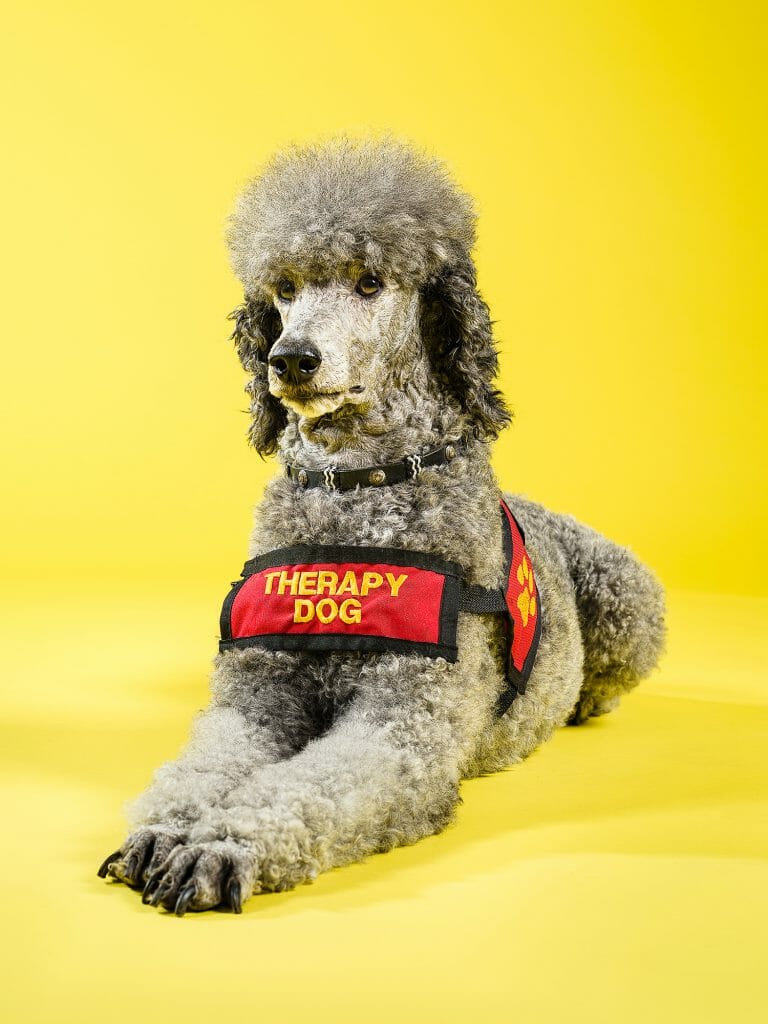 Poodle therapy dog Jodie